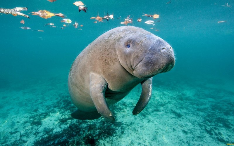 Дюгонь морская корова
