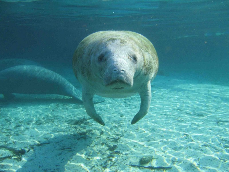 Ламантин морская корова