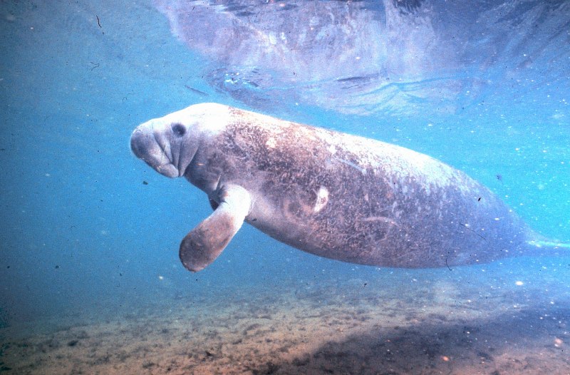 Коровья вода