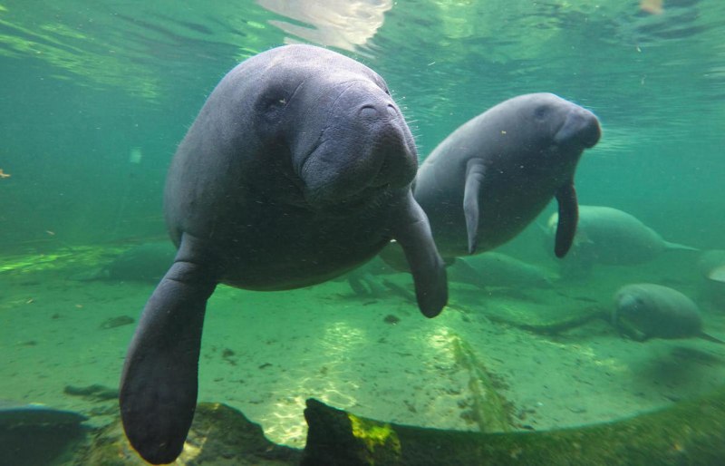 Вода для КРС