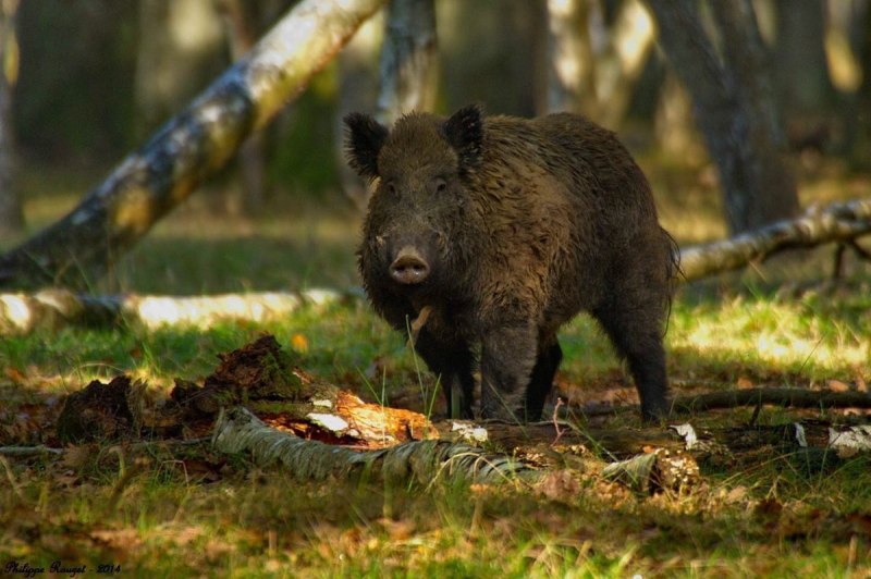 Кабан (sus scrofa)