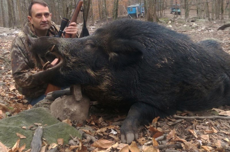 Европейский дикий кабан