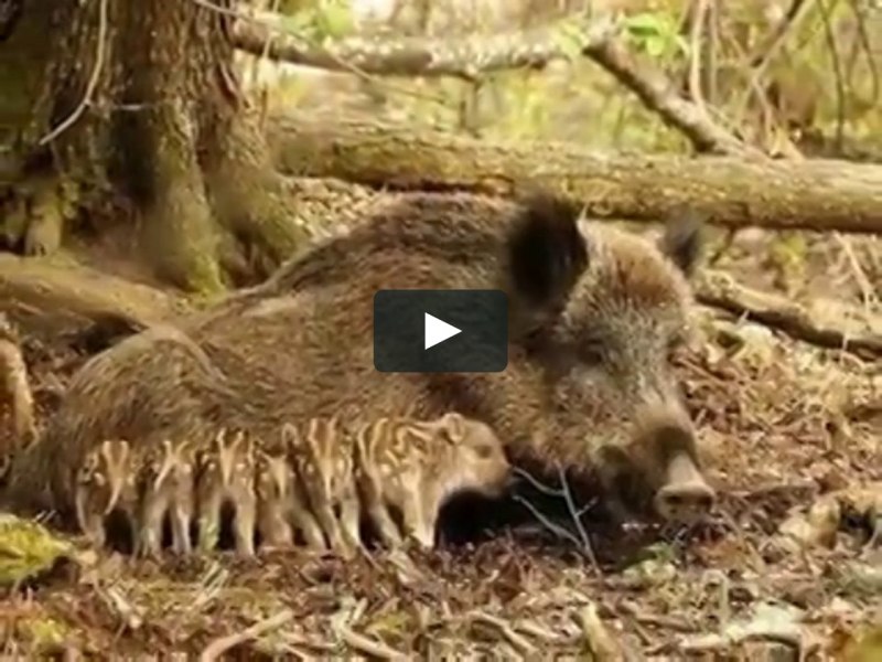 Европейский дикий кабан sus scrofa Ferus