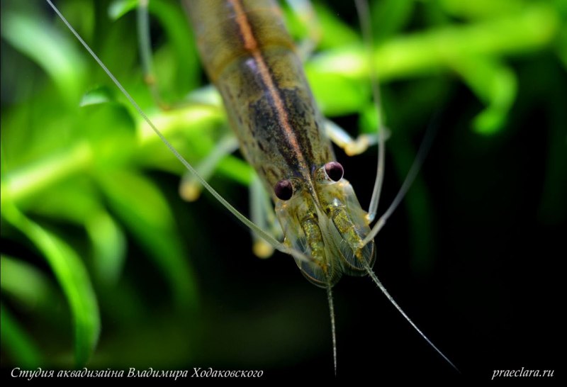 Freshwater Shrimp тигровая креветка 6/8