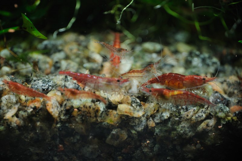 Креветка Caridina