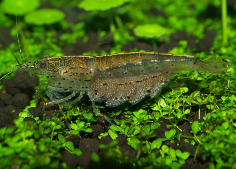 Caridina japonica