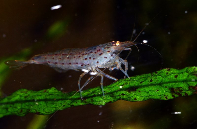 Креветка Амано (Caridina multidentata)
