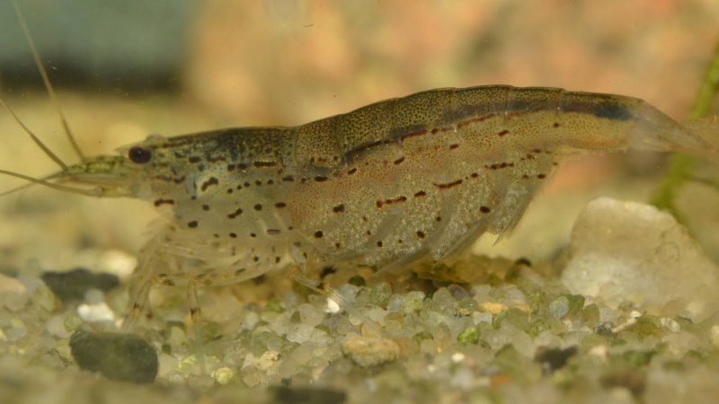 Caridina multidentata breeding