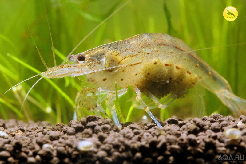 Креветка неокаридина Neocaridina heteropoda Wild