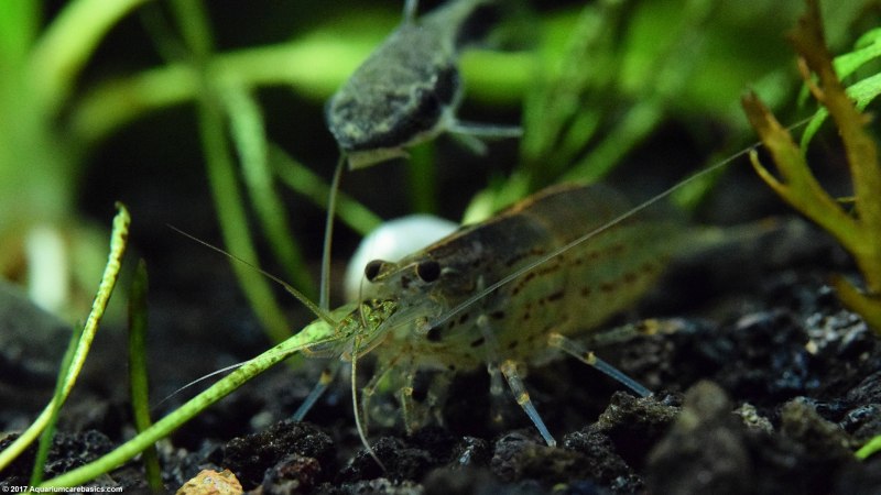 Креветка Амано (Caridina multidentata)