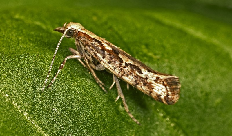 Plutella maculipennis