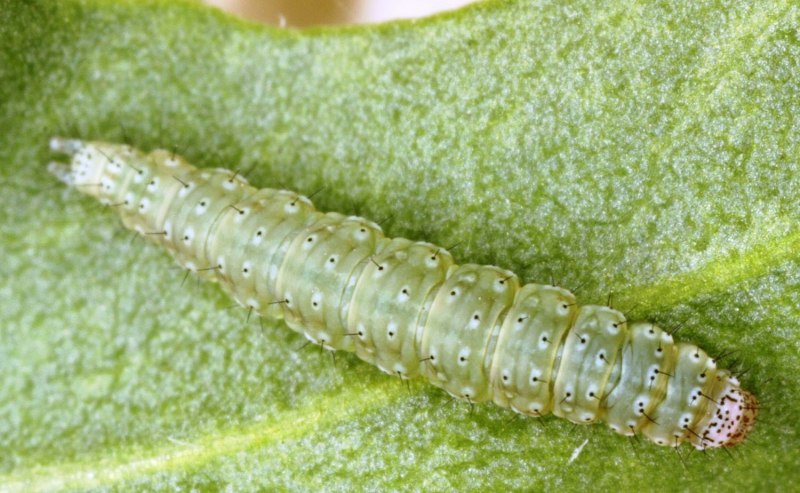 Капустная моль (Plutella xylostella