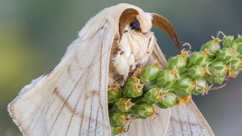 Mamestra brassicae
