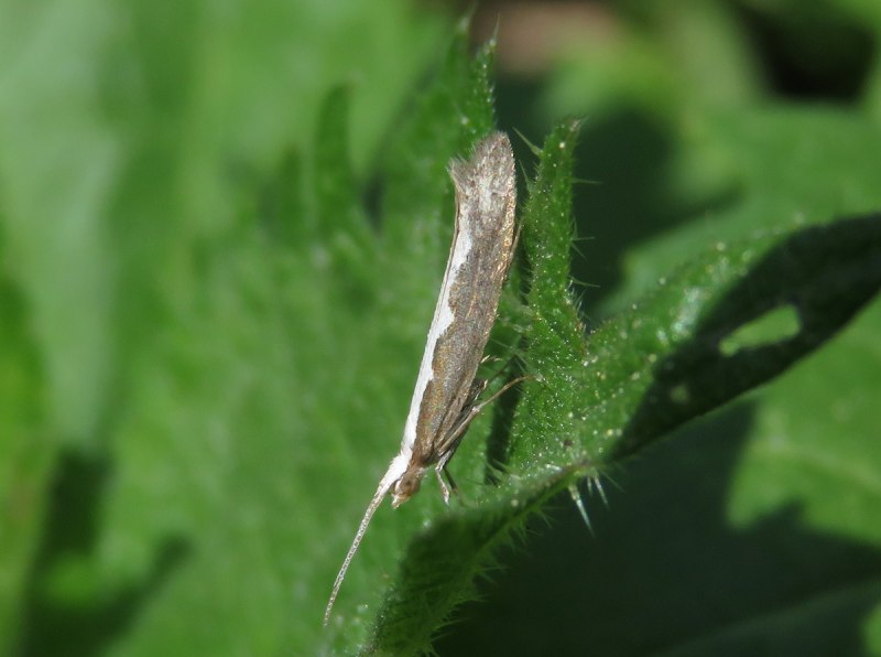 Капустная моль Plutella maculipennis Curt