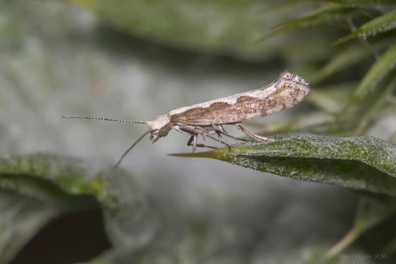 Plutella xylostella