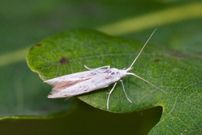 Капустная совка Mamestra brassicae l.