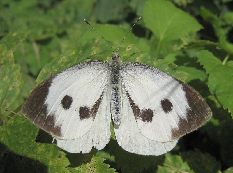 Plutella xylostella