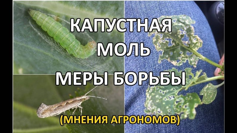 Дырки на листьях капусты