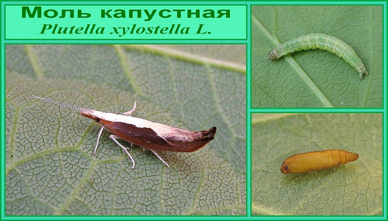 Гусеницы капустной моли Plutella xylostella