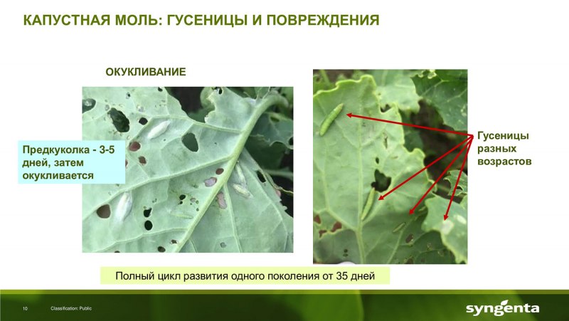Мотылек на листе