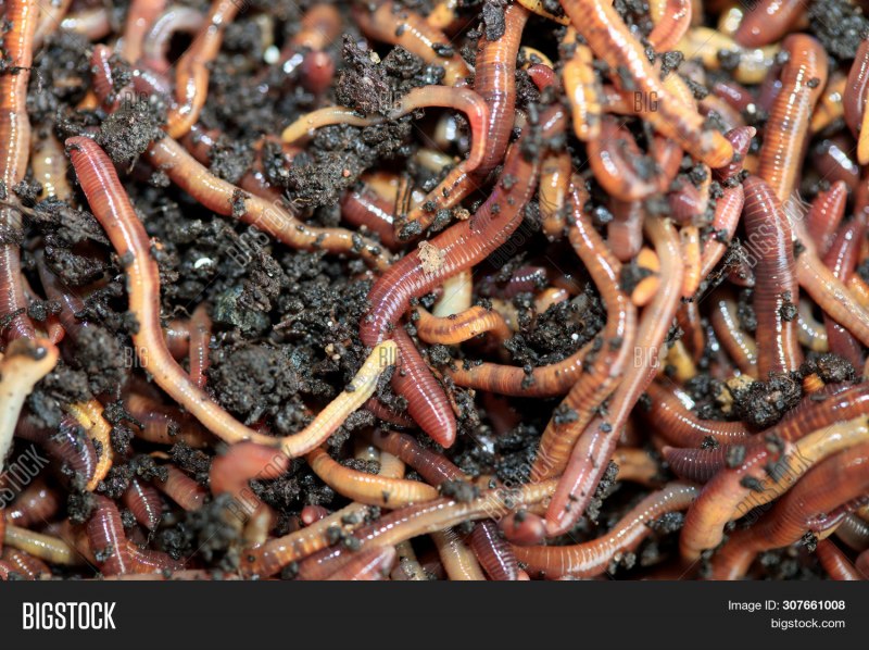 Worm from worms