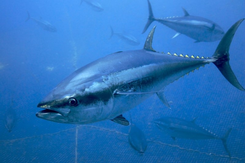 Тунец Bluefin