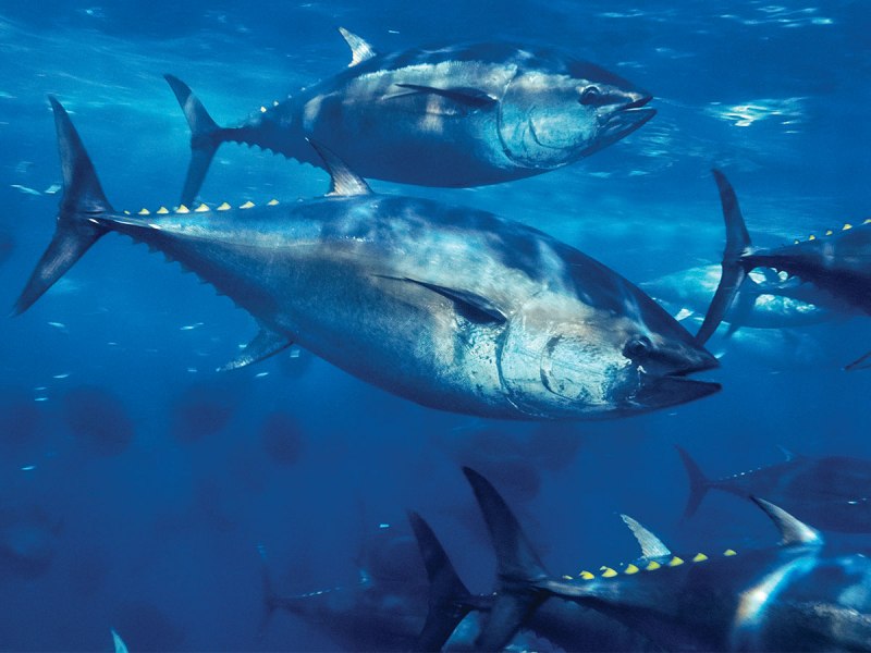 Тунец Bluefin