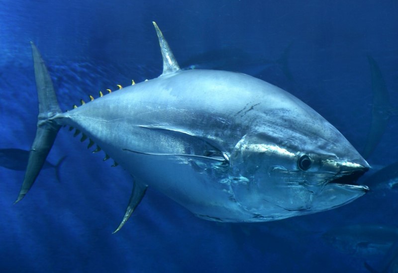 Thunnus thynnus