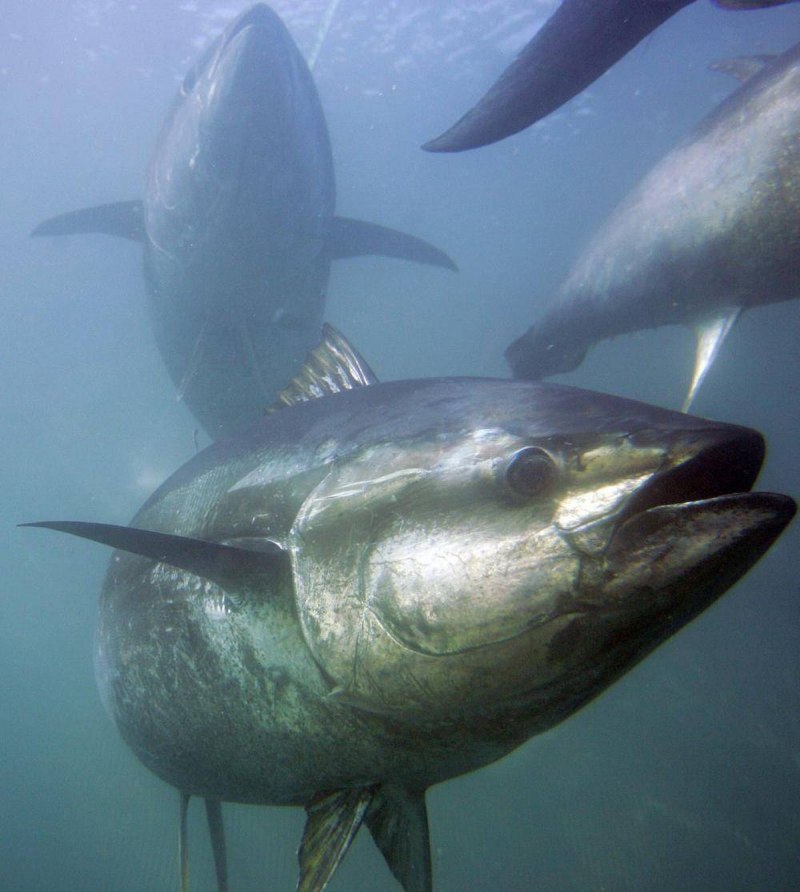 Thunnus thynnus