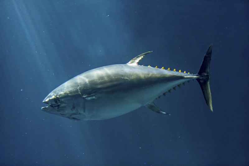 Тунец Bluefin