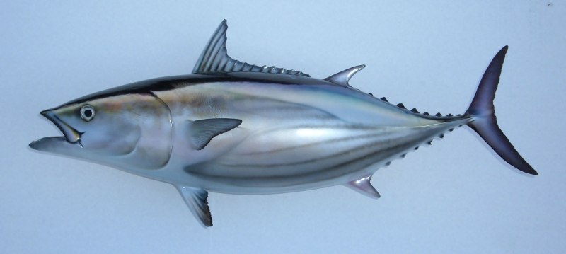 Тунец в Красном море
