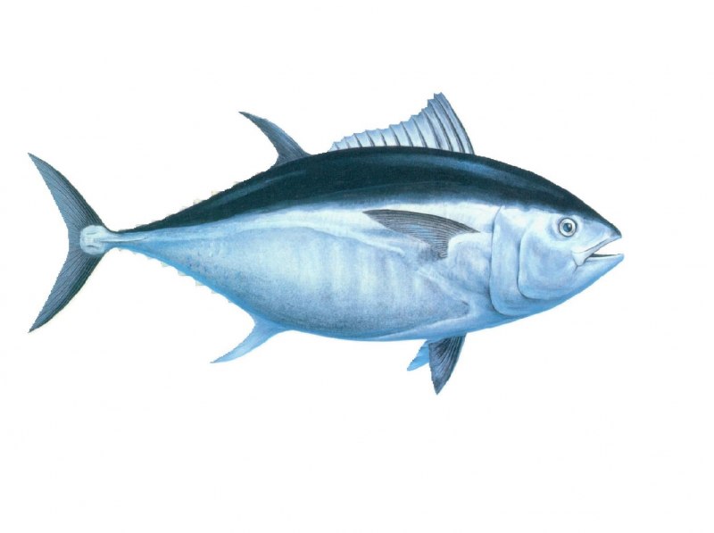 Желтопёрый тунец Thunnus Albacares