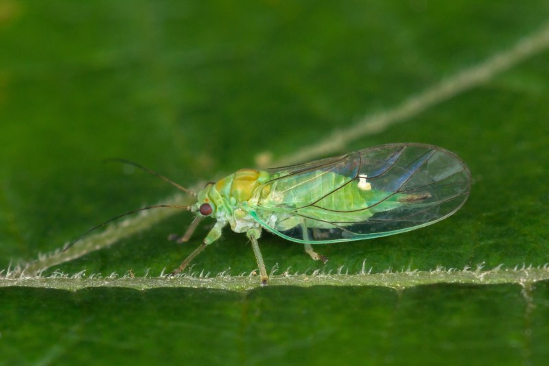 Psylla pyri & Psylla Mali