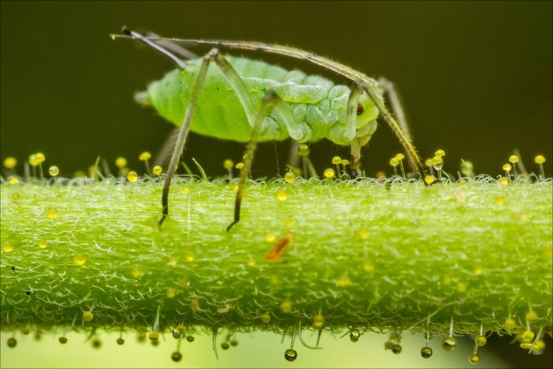 Homoptera Равнокрылые