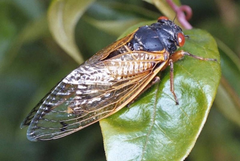 Chrysopidae (златоглазка)