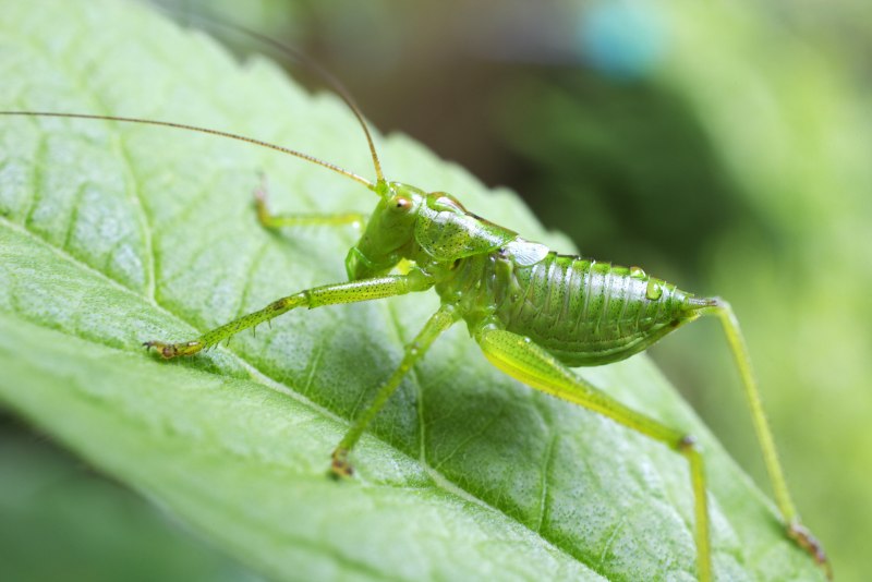 Cicadetta Montana