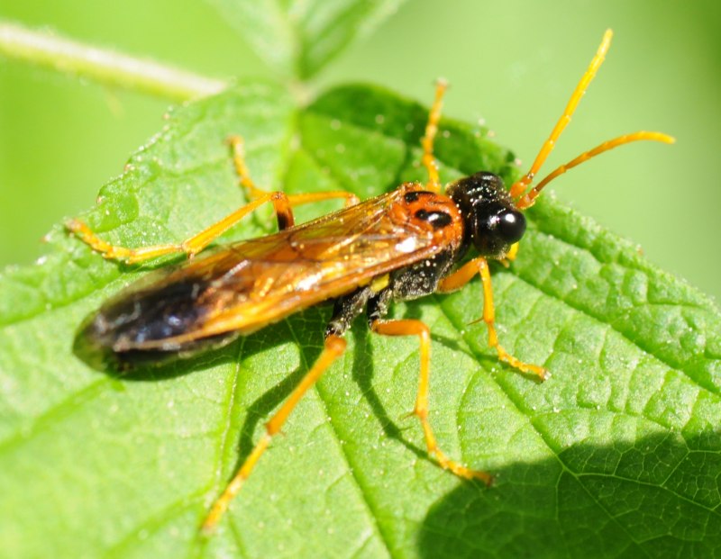 Веретеница ломкая (Anguis fragilis)