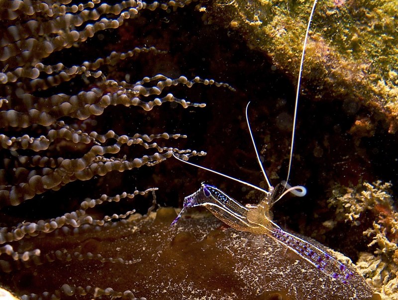 Креветки Periclimenes