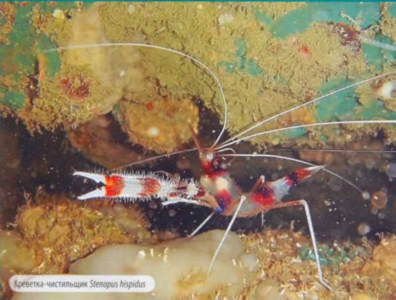 Креветка боксер (Stenopus hispidus)