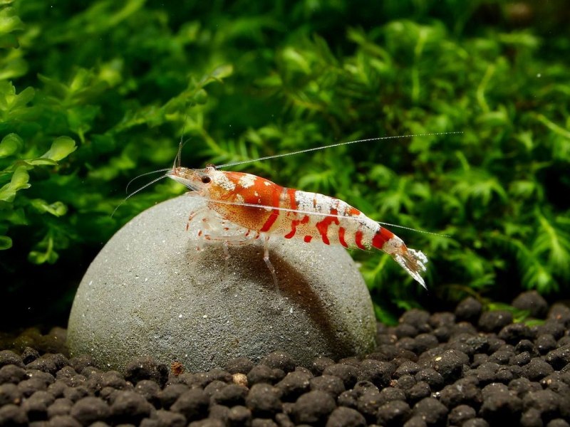 Lysmata amboinensis