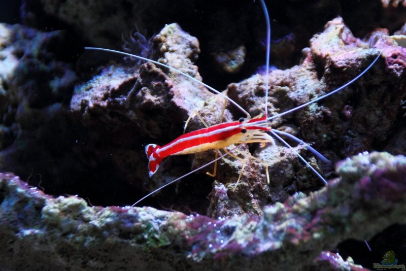 Lysmata vittata