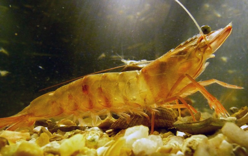 Penaeus monodon