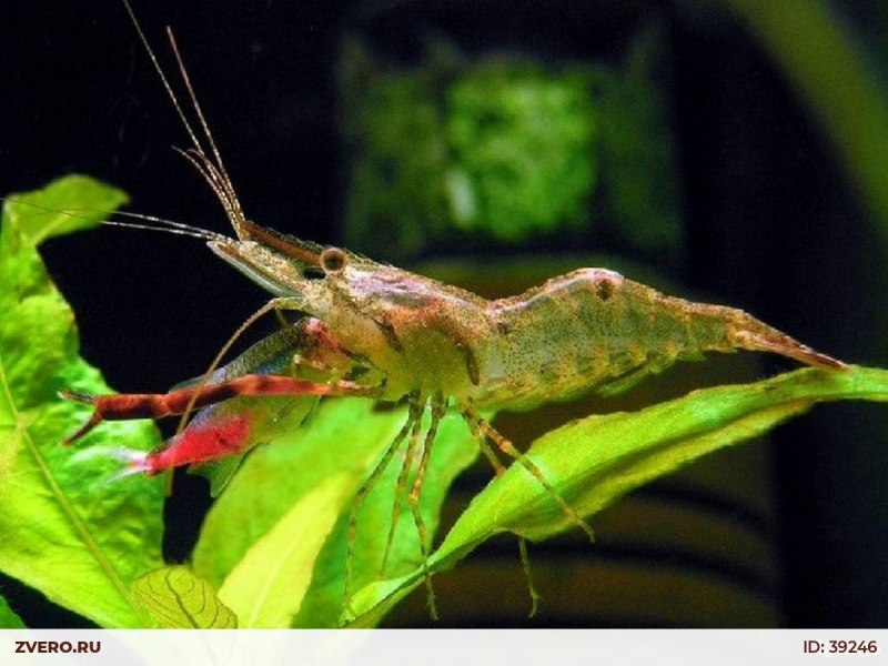Penaeus vannamei