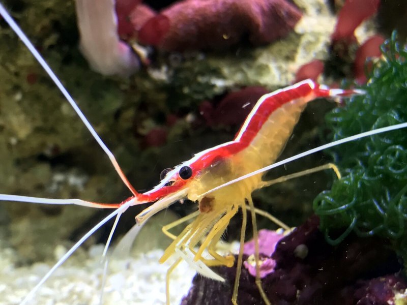 Lysmata vittata