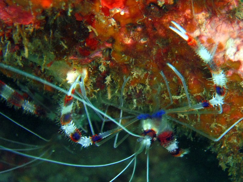 Condylactis gigantea