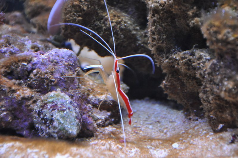 Креветка Lysmata amboinensis