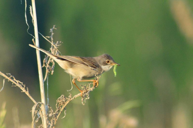 Серая Славка (Sylvia communis)