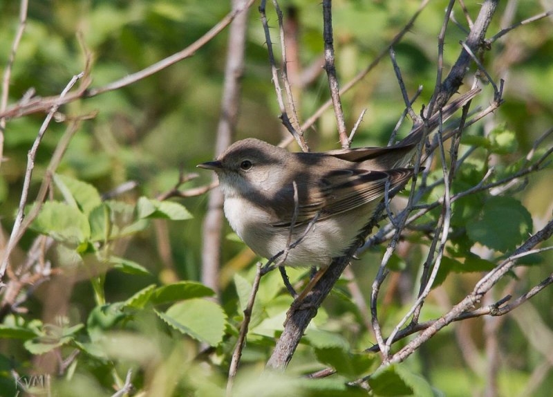 Кипрская Славка (Sylvia melanothorax)