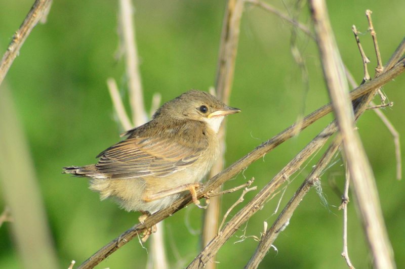 Cyprus Warbler