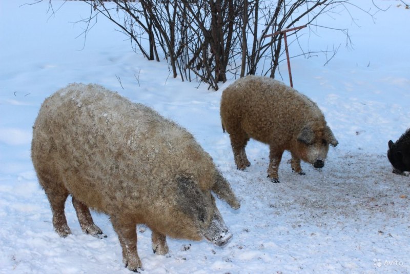 Венгерская мангалица черная